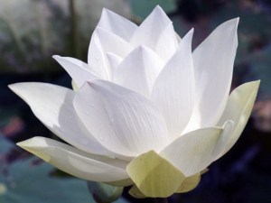 Beginners Meditation Lotus