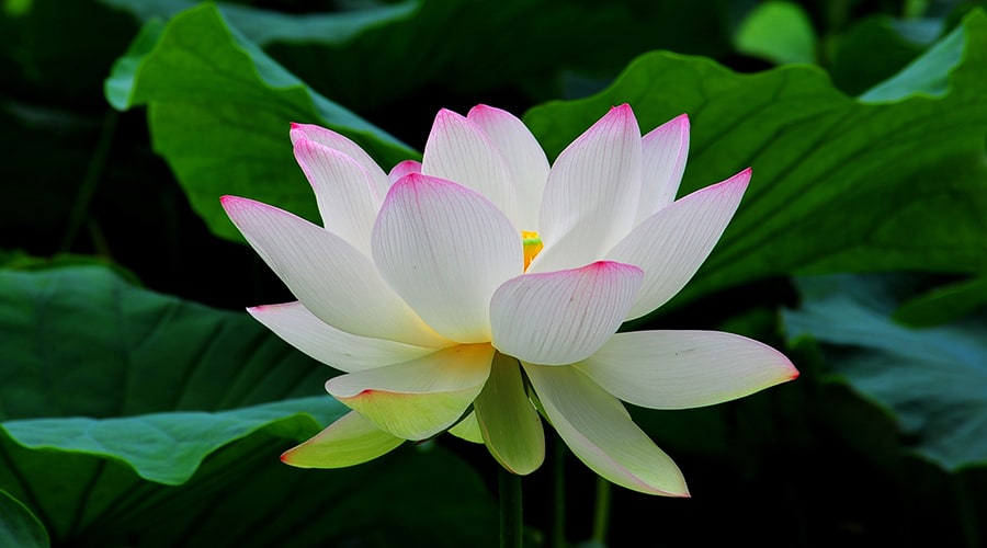 Beginners Meditation Lotus No.2 1